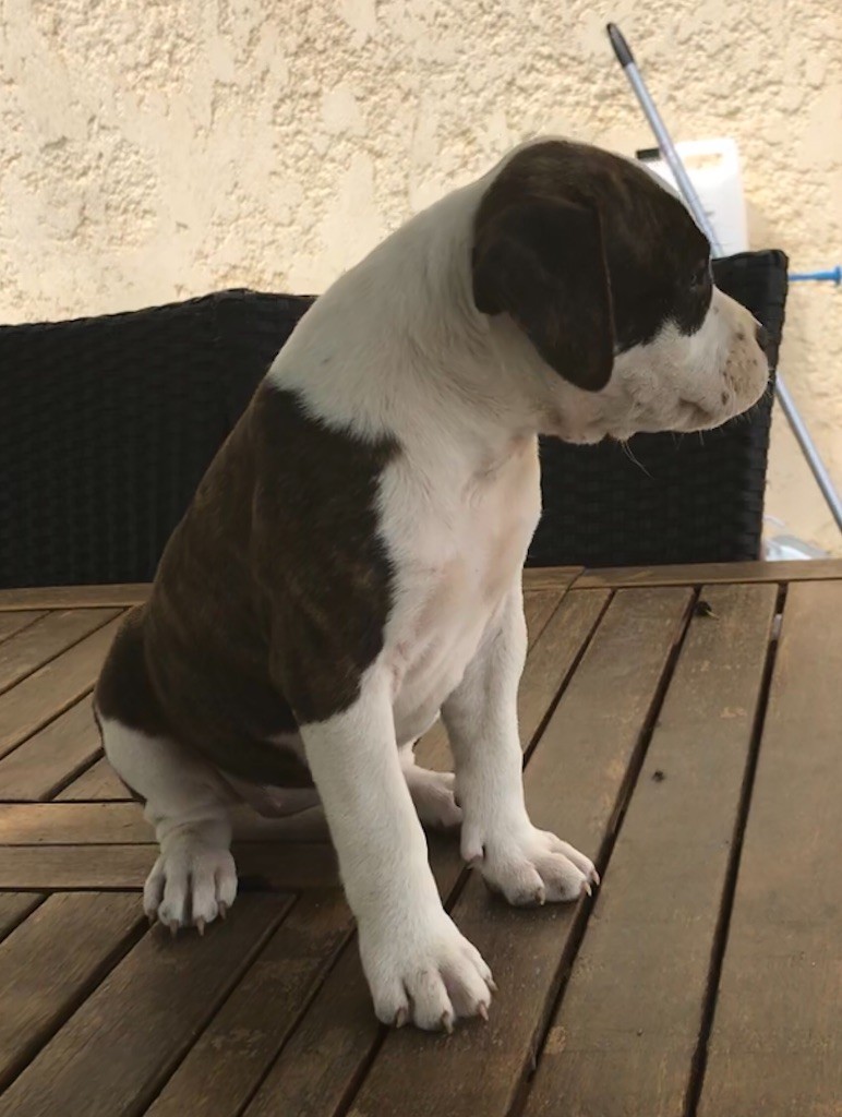 The Sun Of Ice - Chiot disponible  - American Staffordshire Terrier