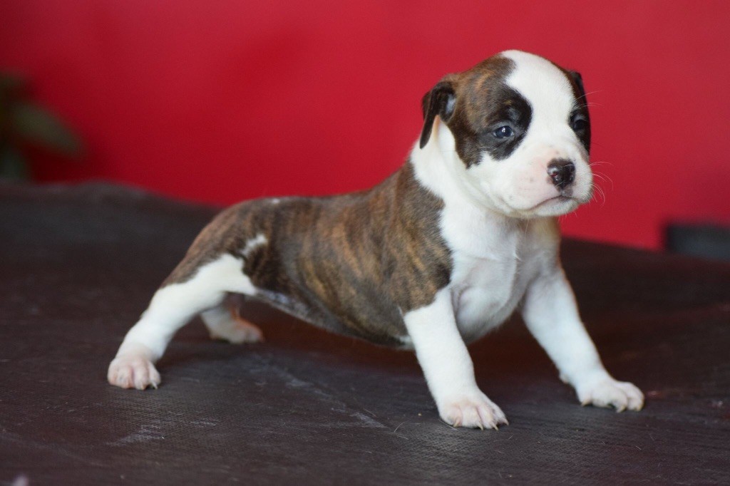 chiot American Staffordshire Terrier The Sun Of Ice